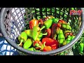 paano napapa dami ang bunga ng atsal bell pepper