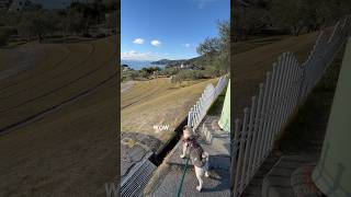 小豆島オリーブ公園に行ってきた！絶景すぎてパグもびっくりw w w #shorts #shortvideo #pug #パグ #dog #犬 #香川県