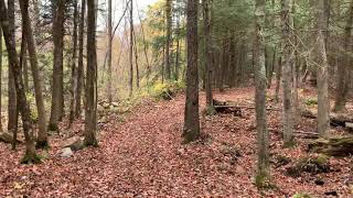 Sunday Forest Walk | October 11, 2020