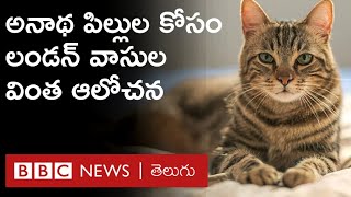 CAT CAFE : కరోనా టైంలో అనాథలైన పిల్లుల కోసం చేసిన ఈ వింత ప్రయత్నానికి మంచి స్పందన వస్తోంది | BBC