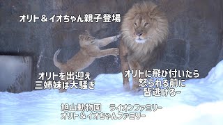 旭山動物園　オリトを出迎え三姉妹は大騒ぎ　オリトに飛び付いたら皆逃げロー　オリトファミリー　オリト＆イオちゃんファミリー