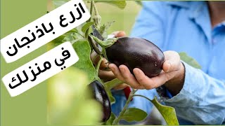 زراعة الباذنجان في المنزل من البذور و حتى الحصاد، ملف كامل