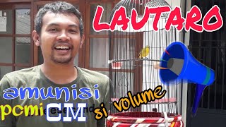 PLECI LAUTARO || AMUNISI PCMI CHAPTER MAJALENGKA #pleci #please #plecigacor