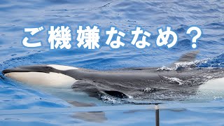 鳴いて動かないランちゃん。ショーが始まると...