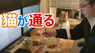 猫のオイオイと一緒に晩酌「おつまみは半額弁当とザンギ」で家飲み