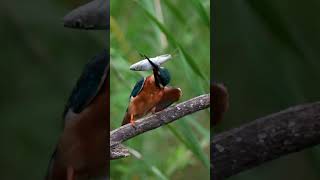 真夏のご馳走① #shorts #kingfisher #happyhovering #α9III #birds #wildlife