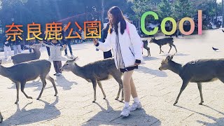 園の鹿 nara国人観光客も満喫 | 奈良旅行| 日本の奈良公nara vlogs!!【世界でココだけ】 美しい鹿との出会い外NARA Deer Park 🦌🦌🇯🇵💯