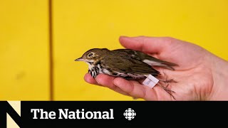 Canadian cities look to reduce bird deaths from window collisions