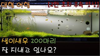 생이새우 200마리 잘 지내고 있나요? 2만조회 후속 영상! 대형, 어항, 열대어, 키우기, 새우, 베타, 엔젤피쉬, 플래티, 구피, 수초, 어항