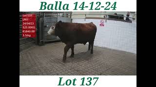 Balla Mart a bullock lot 137 525kg @ €1 840.00 or 3.50/kg