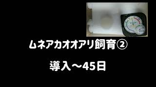 ムネアカオオアリ飼育②　導入45日目の様子