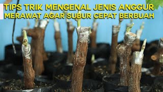 TIPS & TRIK MENGENAL JENIS ANGGUR DAN MERAWAT AGAR SUBUR CEPAT BERBUAH