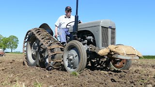 Ferguson TE20 w/ Norwiegan Half-Tracks in the field w/ 3-Furrow disc Plough | DK Agriculture