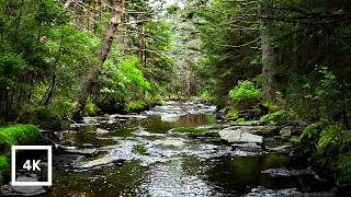 4K Spring Forest Creek – Appalachian Mountains, West Virginia | Nature Sounds for Relaxation & Sleep