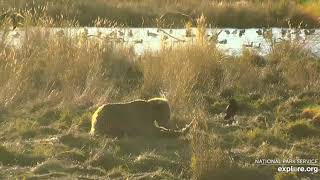 subadult catches and eats another seagull 10/13/2020