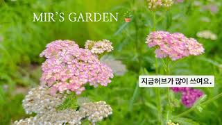 #야생화#톱풀#약재꽃…….#국화과식물을 보면서#새로운오늘을#시작합니다