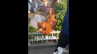 乡下老头卖猪头肉26一斤，300斤重的大猪真香 老头说是大肥猪300斤，自己用清水煮的#真材实料才能做出好味道 #舌尖上的味道 #熟食