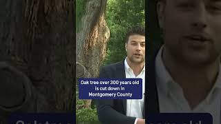 Oak tree over 300 years old is cut down in Montgomery County | NBC4 Washington