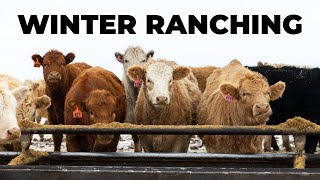 Cattle Ranching In The Cold Canadian Winter