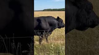 A VERY HEALTHY MATURE AGGRESSIVE 370 KG ABERDEEN ANGUS BULL ON THE FARM