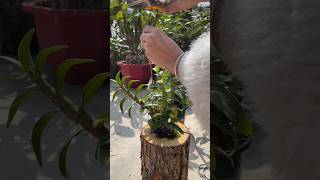 Great tutorial ideas! planting dendrobium nobile plant #orchid #farming #plants🌱🌱🌱🌱