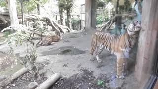 東京、上野動物園(三つ子ちゃんと、ママのお庭遊び～～！)　ねえ～マクムル、アロナ～！此処から上に登れる～？僕は登れるよ～！ママもねえ～！ママ～！アッ、ママは今恋の季節か～．．．