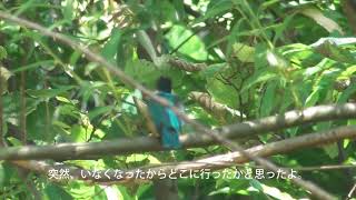 ６月１０日のカワセミ　～カワセミの行動～