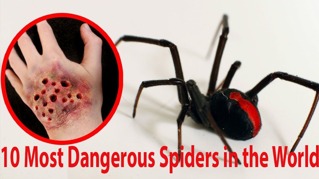 Top 10 Most Venomous Spiders Deadly Spiders In The World Kaaqk
