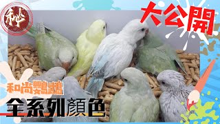 【屈原之天下鳥事】和尚鸚鵡。全系列顏色大公開Monk parrot. Full range of colors open to the public