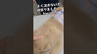 初めての注射w#ポメラニアン #ポメラニアン子犬 #pomeranian #puppy #dog #doglover #犬注射 #犬病院 #きつねポメラニアン #犬 #犬のいる生活 #犬のいる暮らし