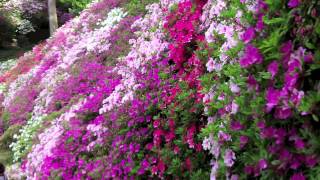 A Japanese azalea garden, Daikozenji, \