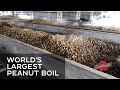 Show 703A World's Largest Peanut Boil