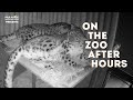 On the zoo after hours!