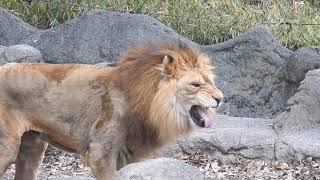 にやけるライオン（仲良しライオン夫婦バリーとデージー）とべ動物園にて。