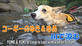 コーギーのゆき＆ゆめ　川で涼む　YUME \u0026 YUKI of corgi is cool with a small stream