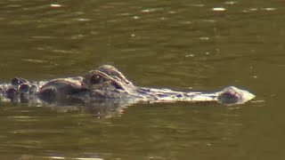 ‘Gatorland Global’ becomes a nonprofit with hopes to expand education, conservation efforts
