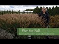 Five Perennials for Fall | Walters Gardens