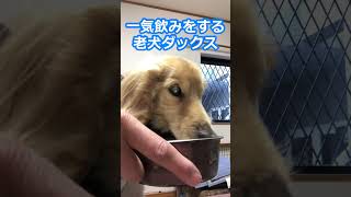 一気飲みをする老犬ミニチュアダックス#shorts