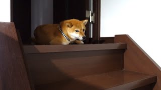 The guy who notices the stunning waking up and ruins it | Shiba Inu