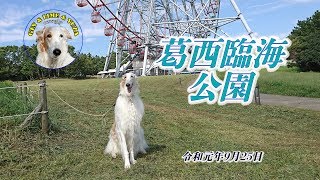 ボルゾイ 2歳5ヵ月と葛西臨海公園で散歩 2019-9-25