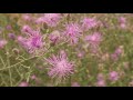 spotted knapweed–iwac