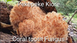 Pekepeke Kiore Coral tooth fungus.