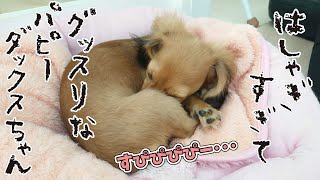 お泊り初日にはしゃぎすぎてぐっすりなパピーダックスちゃん　🐶ひみつきちなう！#3🐶  (チワワ ミニチュアブルテリア ミニチュアダックス 柴犬 トイプードル) 2020年8月3日