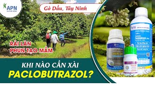 APN - KHI NÀO NÊN SỬ DỤNG PACLOBUTRAZOL ? | MÙA SẦU RIÊNG THUẬN 2025