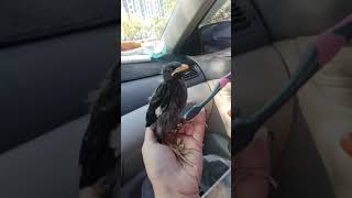 八哥鳥，小揪整理羽毛。starling bird.