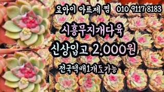 #시흥무지개다육#2000의행복#국민다육총집합#아르제#라일락#흑토이#나나후크미니#베이비핑거#레티지아#누다