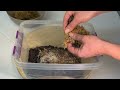 how to make a perfect soil mix for closed terrariums at home for free