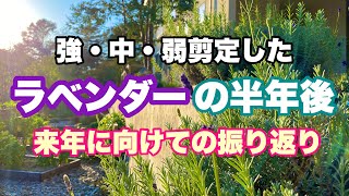 【ラベンダー剪定後】強・中・弱剪定した半年後の株の様子/来年に向けての振り返り