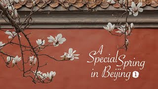 A special spring in Beijing｜Ep. 1: Flowers along Chang'an Avenue