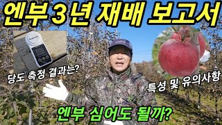 사과 신품종 엔부 심어도 되나? 엔부 3년간의 재배 보고서ㅣ엔부 특성 및 유의사항